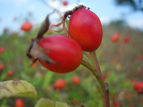 obr_550_0010.jpg